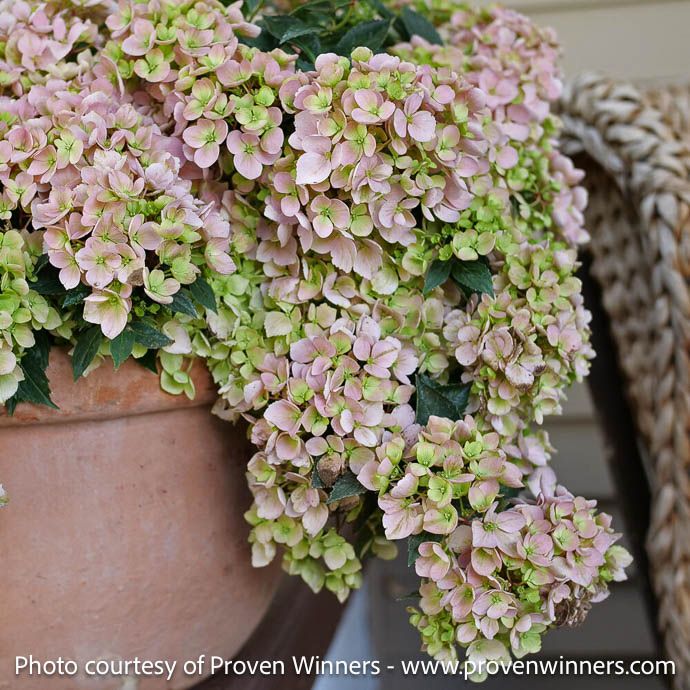 #3 Hydrangea x Fairytrail Fresco/ Blue or Pink Cascading Mophead