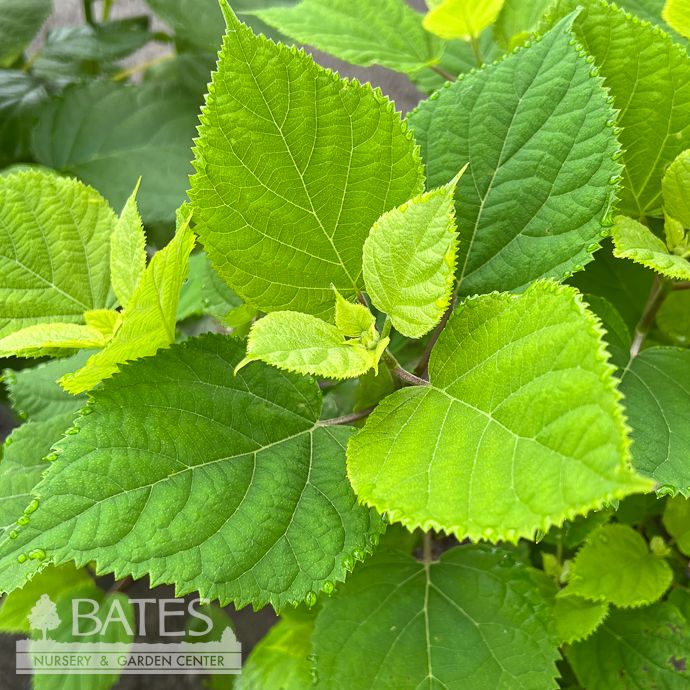 #3 Hydrangea arb FE FlowerFull/ Dwarf Smooth White Native (TN)