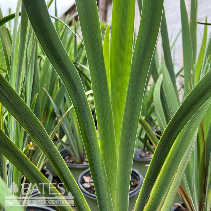 #1 Iris virginica AB/ Southern Blue Flag Native