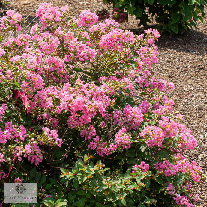 #3 Lagerstroemia ind Bellini 'Guava'/ Light Pink Dwarf Crape Myrtle