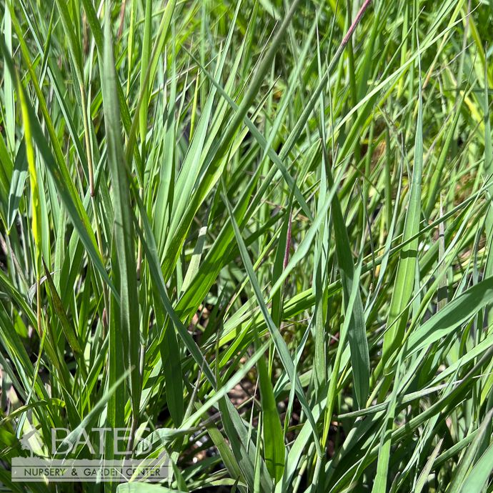 #1 Grass Panicum virg Dream Catcher 'Smoky Rose'/ Switch Native (TN)