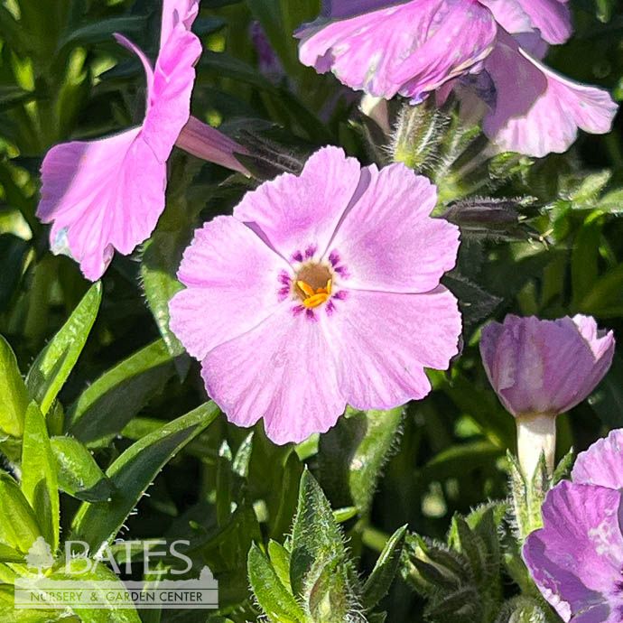 #1 Phlox sub Trot Pink/ Creeping Native (TN)