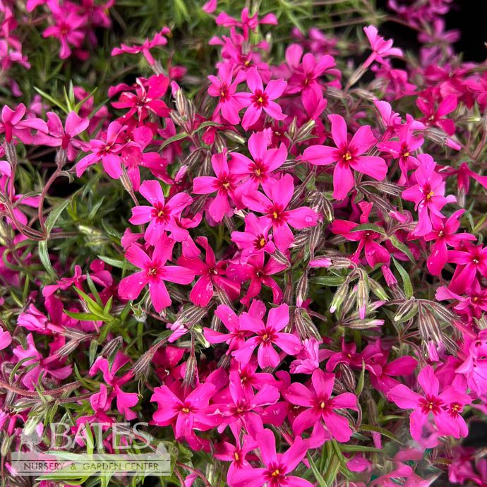#1 Phlox sub Scarlet Flame/ Red Creeping Native (TN)