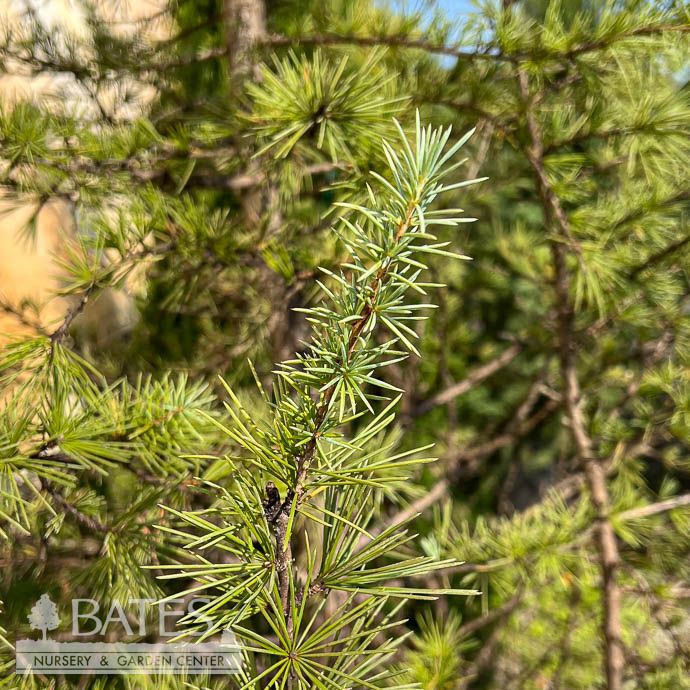 #5 Cedrus deo Electra Blue/ Deodar Cedar