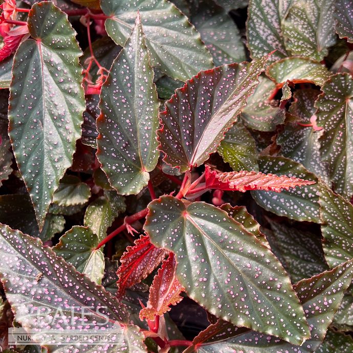 4p! Begonia Pink Spot  /Tropical