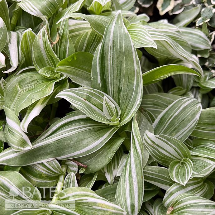 4p! Tradescantia Sanna White /Tropical