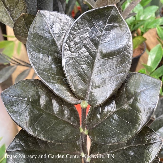 6p! Zamioculcus Ravens (Black)/ ZZ Plant /Tropical