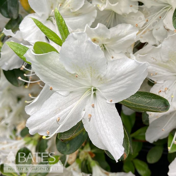 #3 Azalea x Delaware Valley White (Glenn Dale hybrid)