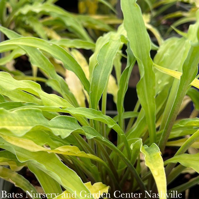 #1 Hosta x PW Curly Fries/ Dwarf