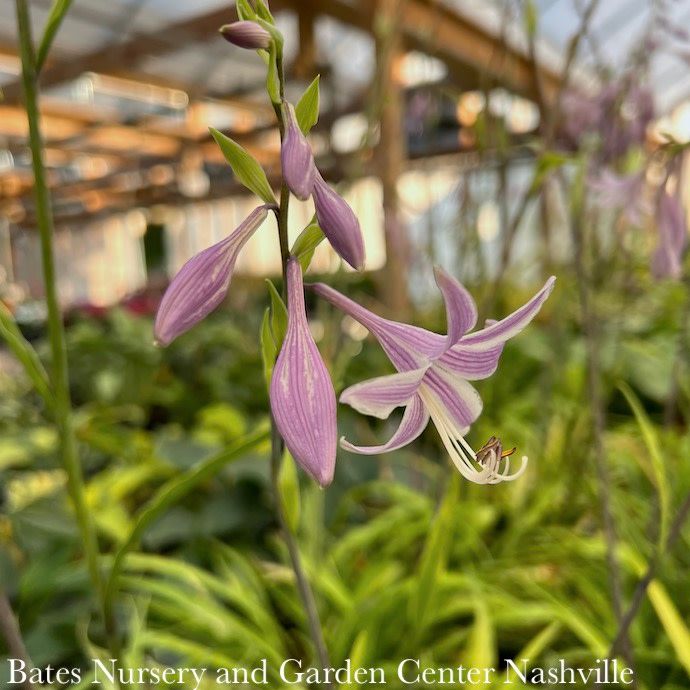 #1 Hosta x PW Curly Fries/ Dwarf