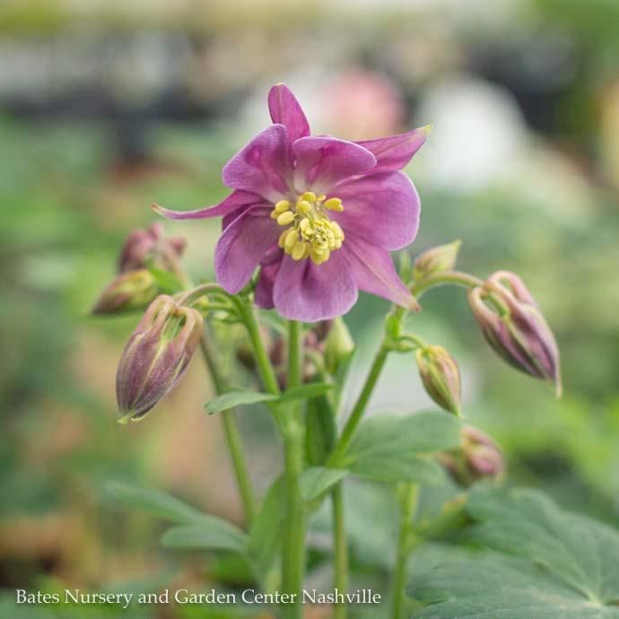 QP Aquilegia x Biedermeier/ Columbine