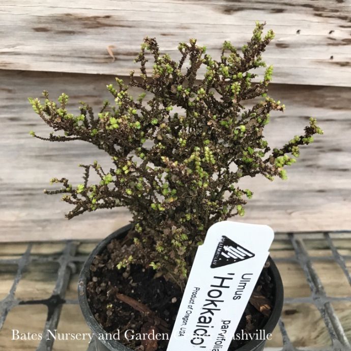 4P Bonsai Starter Ulmus parv Hokkaido/ Dwarf Lacebark Chinese Elm - No Warranty