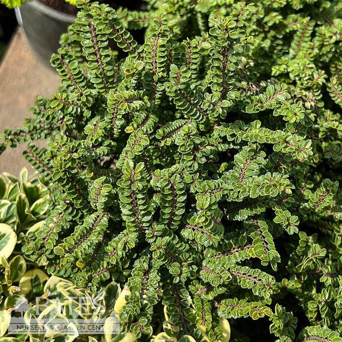 4P Bonsai Starter Ulmus parv Hokkaido/ Dwarf Lacebark Chinese Elm - No Warranty