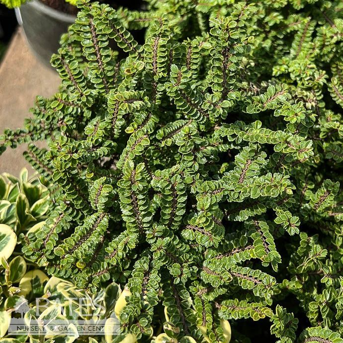 4P Bonsai Starter Ulmus parv Hokkaido/ Dwarf Lacebark Chinese Elm - No Warranty