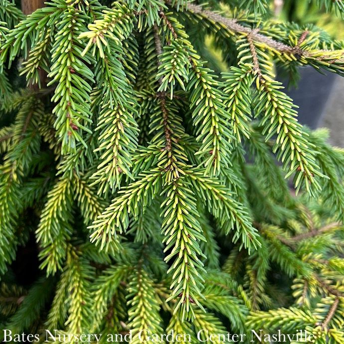 #6 Picea orient Skylands/ Golden Oriental Spruce