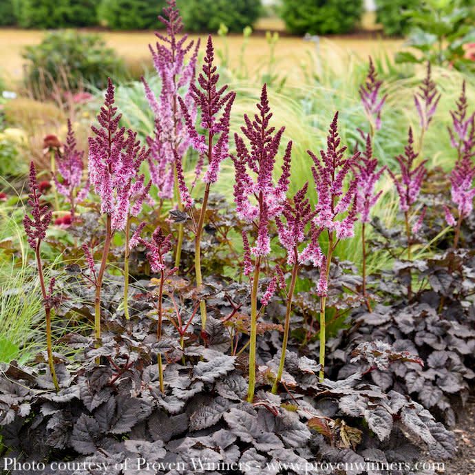 #1 Astilbe x PW Dark Side of the Moon/ Purple