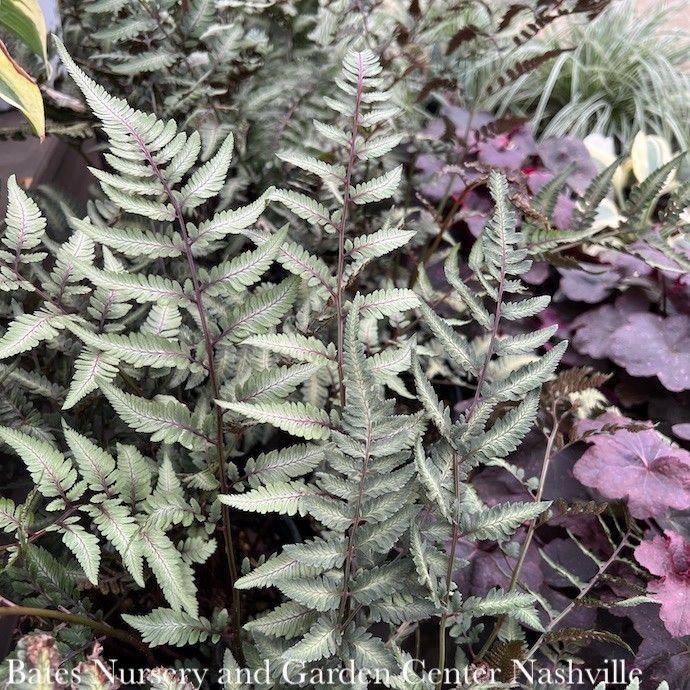 QP Athyrium niponicum Godzilla/ Japanese Painted Fern