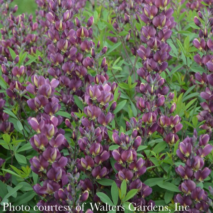 #2 Baptisia x Burgundy Blast/ Purple False Indigo
