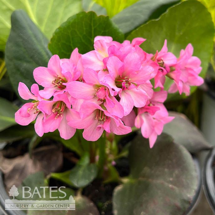 #1 Bergenia cord Miss Piggy/ Pigsqueak