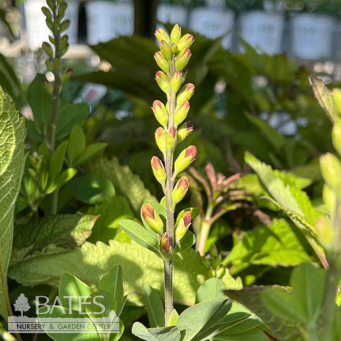 #2 Baptisia x Honey Roasted/ False Indigo