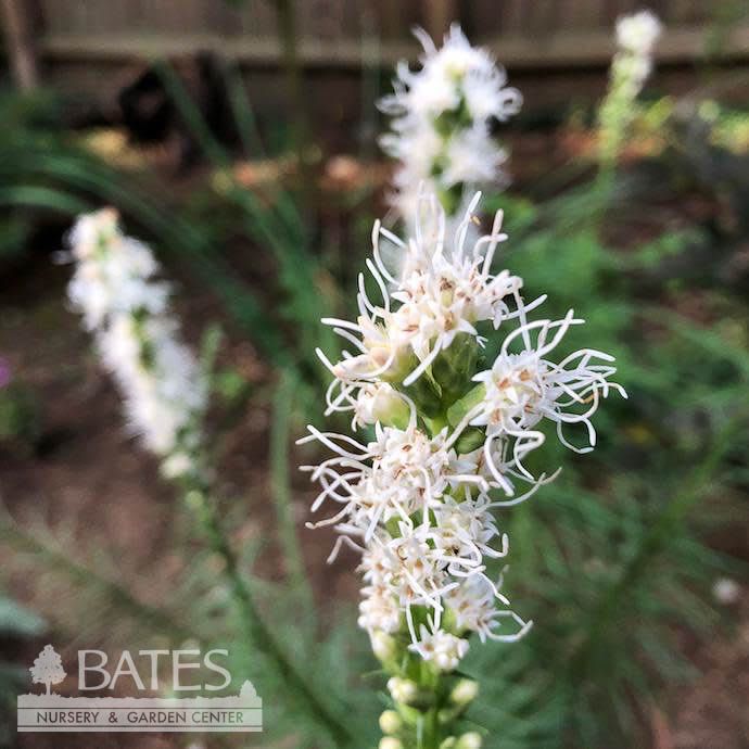 #1 Liatris spica Floristan Weiss/ White Gayfeather, Blazing Star Native (TN)