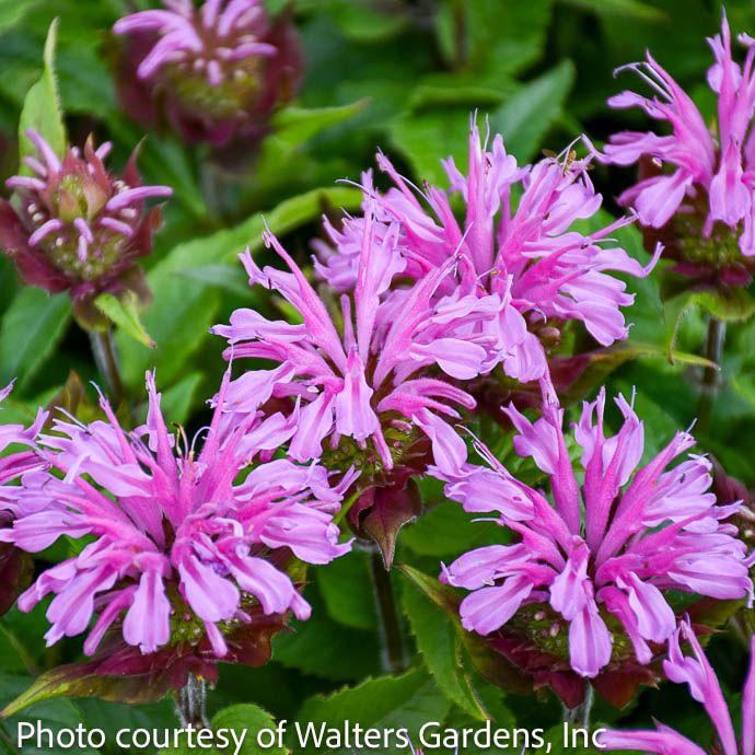 #1 Monarda did PW PP Pardon My Lavender II/ Beebalm Native (TN)