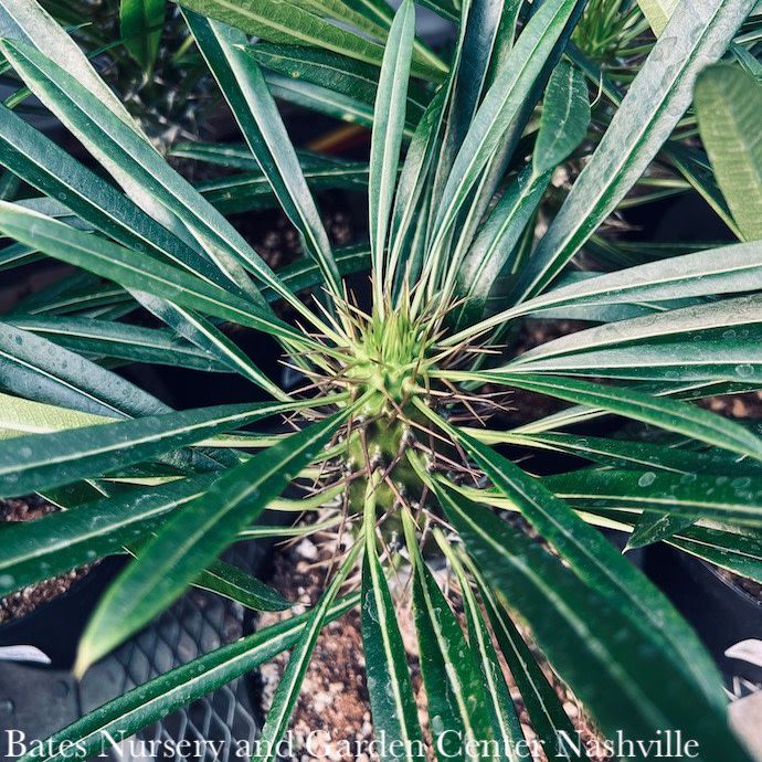 8p! Cactus Pachypodium lamerei /Madagascar Palm /Tropical