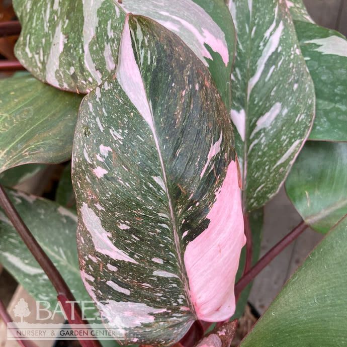 10p! Philodendron Pink Princess /Tropical