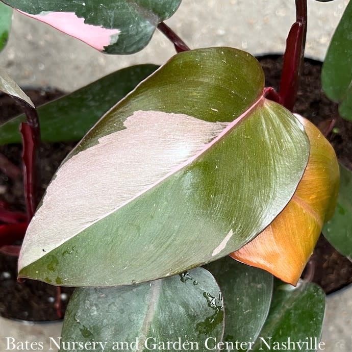 10p! Philodendron Pink Princess /Tropical