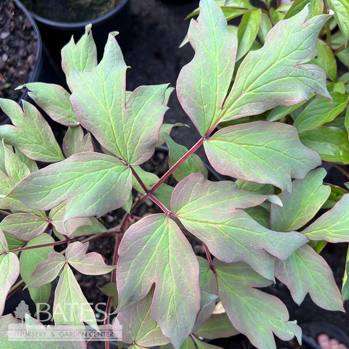 #2 Paeonia suff Pink/ Peony Tree Form