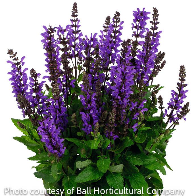#1 Salvia nem Noble Knight/ Meadow Sage