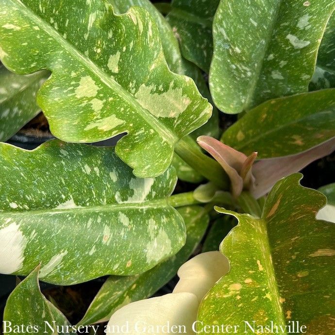 10p! Philodendron Ring of Fire /Tropical