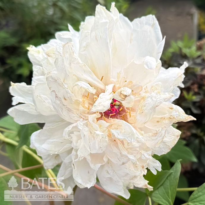 #2 Paeonia suff White/ Peony Tree Form