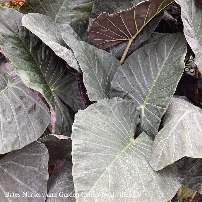 Tropical #2 Alocasia Regal Shields/Elephant Ear No Warranty