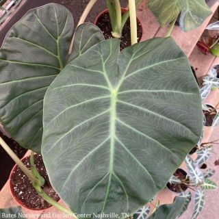 Tropical #2 Alocasia Regal Shields/Elephant Ear No Warranty