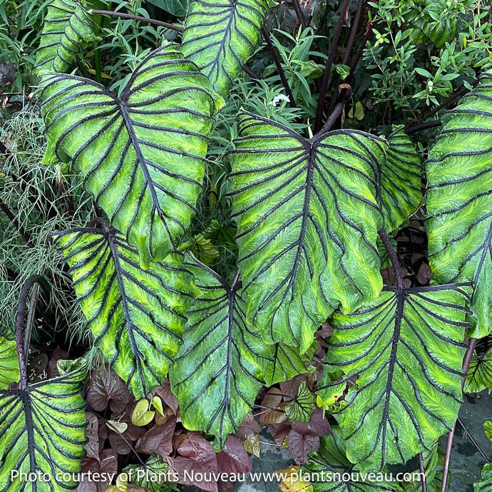 Tropical #1 Colocasia Pharaohs Mask/Elephant Ear- No Warranty