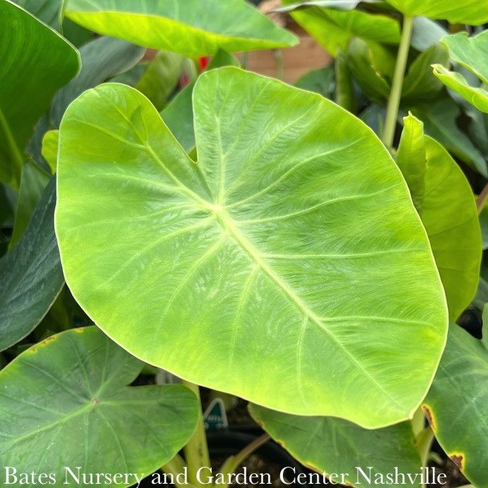 Tropical #1 Colocasia Royal Hawaiian 'Maui Gold'/ Elephant Ear