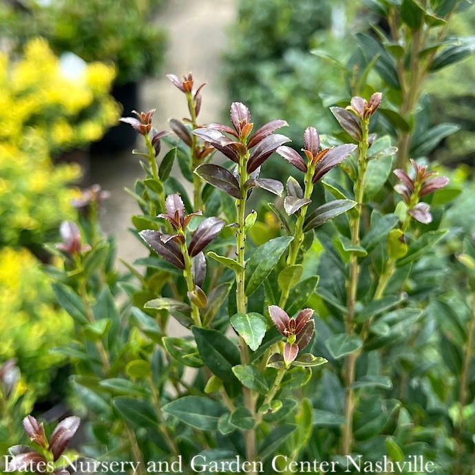 #2 Ilex x cren Ruby Colonnade/ Holly (female)