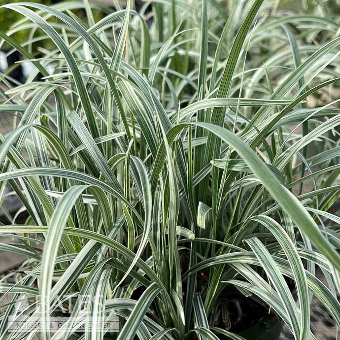 #1 Liriope Silver Dragon/ Variegated Monkey