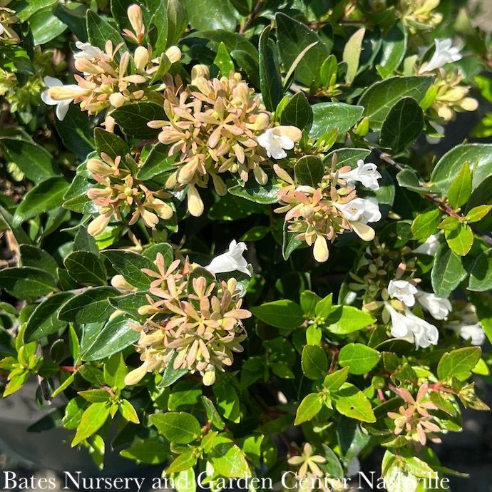 #3 Abelia x Apple Perfection/ White Compact