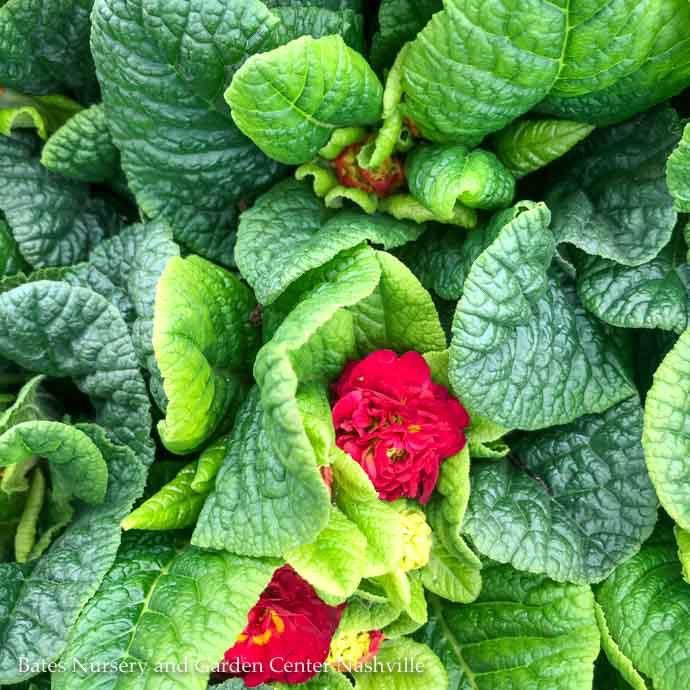 QP Primula Belarina Valentine/ Primrose