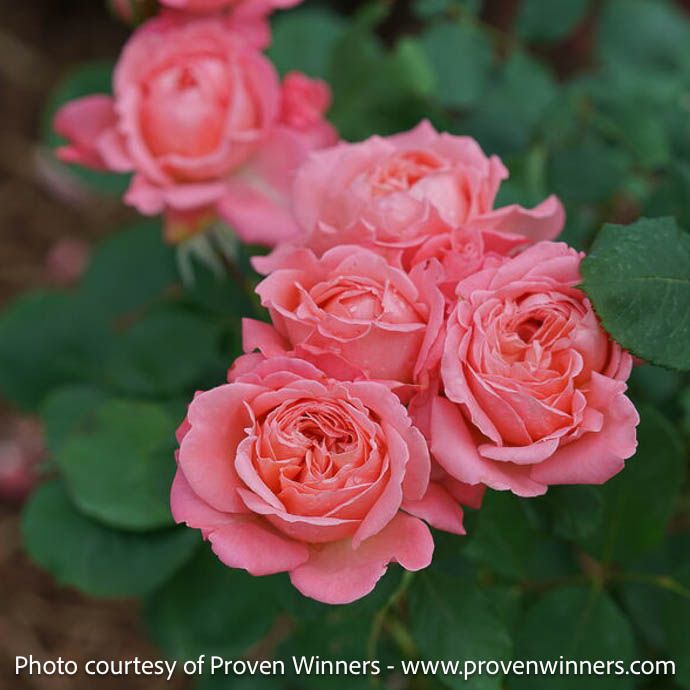 #3 Rosa PW Reminiscent 'Coral'/ Shrub Rose - No Warranty