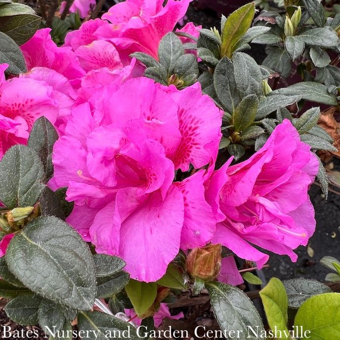 #3 Azalea x Encore Autumn Majesty/ Repeat Dwarf Purple