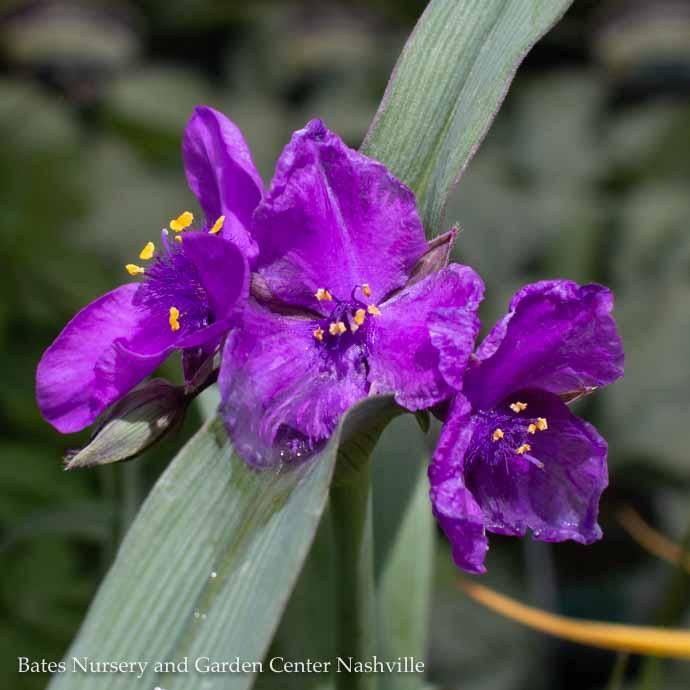 QP Tradescantia x Concord Grape/ Spiderwort