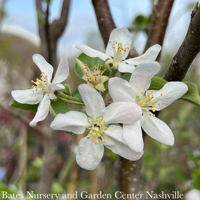 Edible #5 Malus Fuji/ Semi-dwarf MidSeason Apple