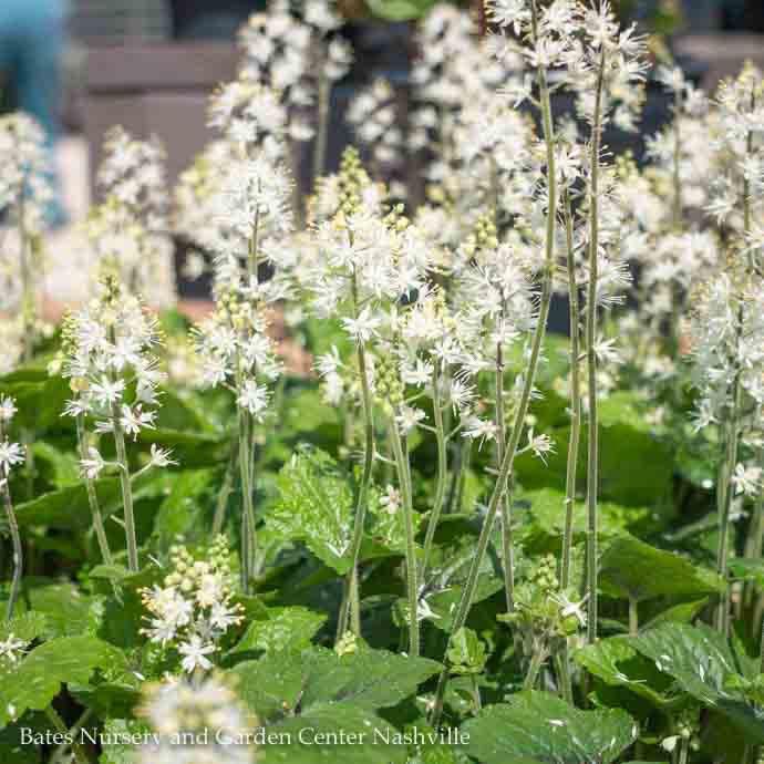 #1 Tiarella cord Brandywine/ Foam Flower Native (TN)