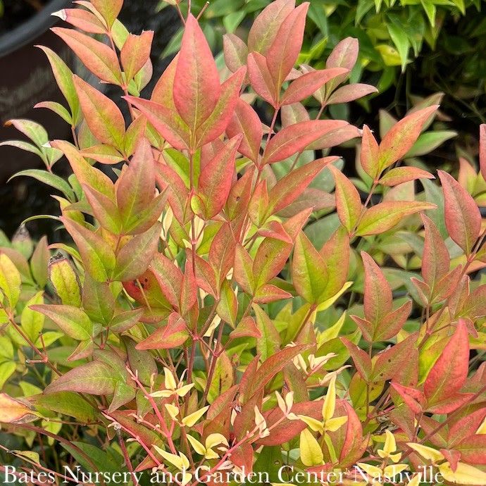 #1 Nandina dom FE Cool Glow 'Pomegranate'/ Heavenly Bamboo