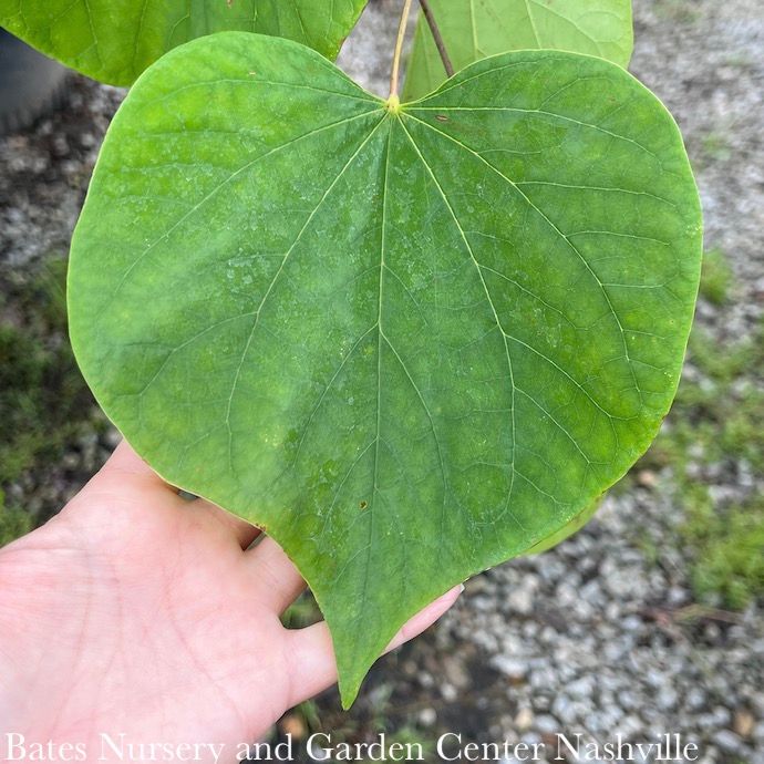 #15 Cercis can Hearts of Gold/ Chartreuse Foliage Redbud Native (TN)