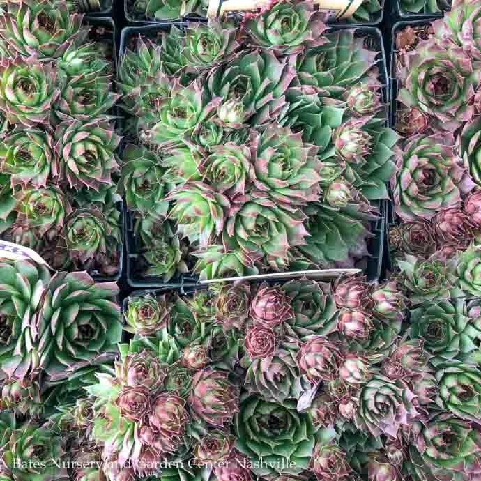 QP Sempervivum Sunset/ Hens and Chicks