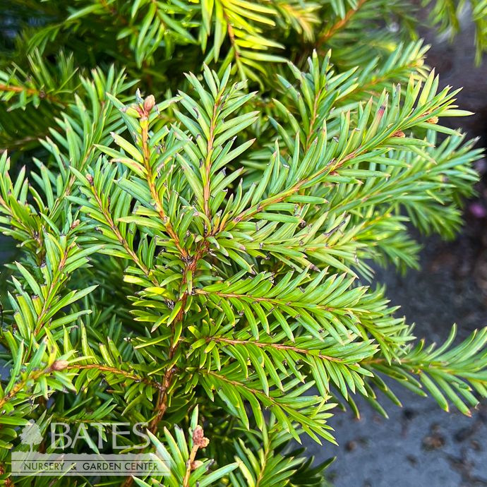 #2 Taxus repandens/ English Yew